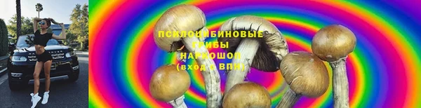 прущие грибы Абинск